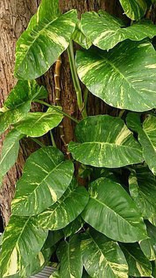 Cloud Farm Money Plant(Hybrid, Pack of 1)