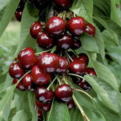 natikrd Cherry Fruit Plant(Hybrid, Pack of 1)