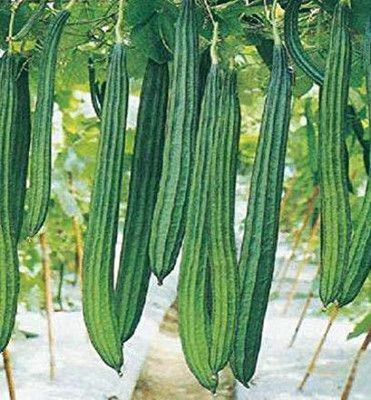 Aywal Ridge gourd (courge torchon) Seed(90 per packet)