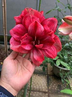 SIDDHI VINAYAK GALLERY Amaryllis Hippeastrum Lilly Flower Bulbs Double rose pink For Home Garden Seed(3 per packet)