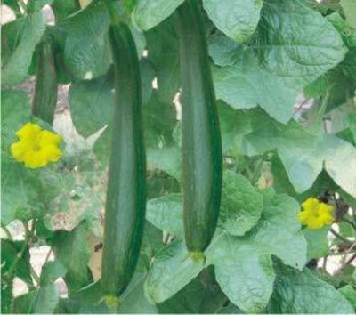 Aywal luffa seeds, smooth sponge gourd Seed(30 per packet)