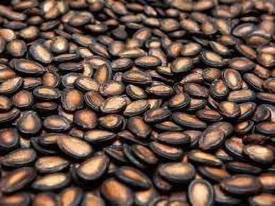 EVY Watermelon Seeds Seed(100 per packet)