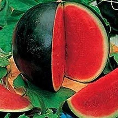 Decon Watermelon Seed(50 per packet)