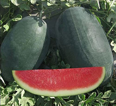 MKR Enterprises Watermelon Seed(50 per packet)