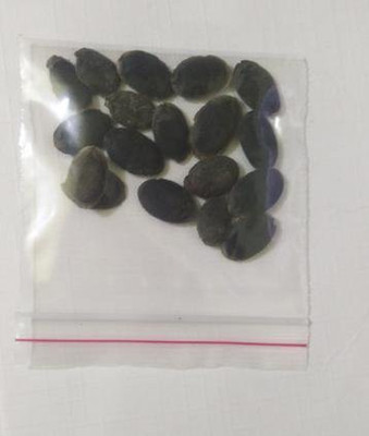 EVY Tori Seed Seed(100 per packet)