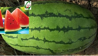 EVY Watermelon Seeds Seed(100 per packet)