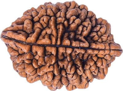 TODANI JEMS Certified Nepali 2 Mukhi Rudraksha Two face with Certificate Do mukhi Wood Pendant