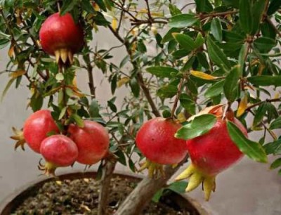 Rainbow Garden Pomegranate Plant(Hybrid, Pack of 1)