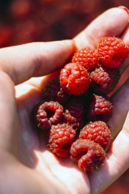 Organic Galaxy Raspberry sweet fruit hybrid eco-friendly Seed(20 per packet)