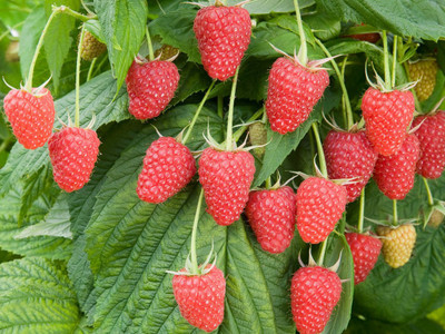 FRESHO Sweet Strawberry Fruit Hybrid Quality Seed(50 per packet)