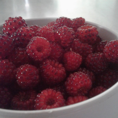 Cosmos Raspberry sweet fruit hybrid eco-friendly Seed(100 per packet)