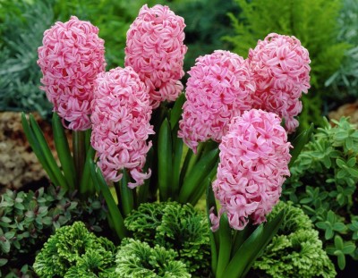 FERNSFLY® Imported Hyacinth Bulbs Indoor Outdoor Flower Blooming Pack of 10 Anna Marie Seed(10 per packet)