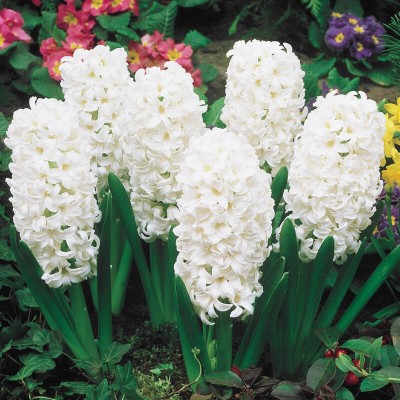 FERNSFLY® Imported Hyacinth Bulbs Indoor Outdoor Flower Blooming Pack of 10 Carnrgie Seed(10 per packet)