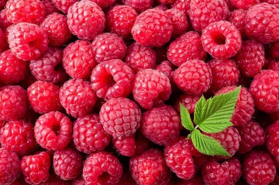 Pearlo Raspberry sweet fruit hybrid eco-friendly Seed(20 per packet)