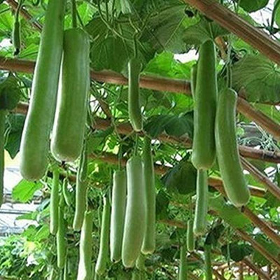 Aywal Bottle Gourd Seed(130 per packet)
