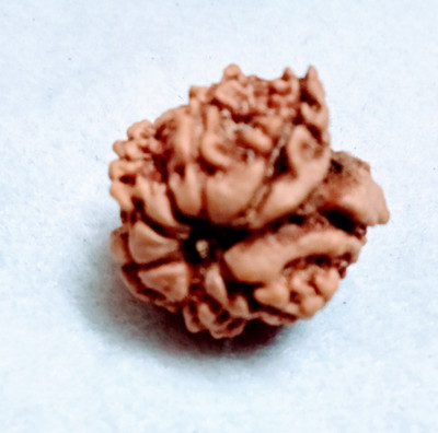 Vegga 8mukhi rudraksha nepali certified / vegga 8 mukhi Wood