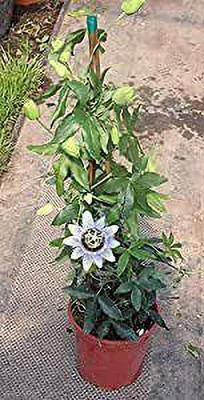 GreenyOn Passion Plant(Hybrid, Pack of 1)