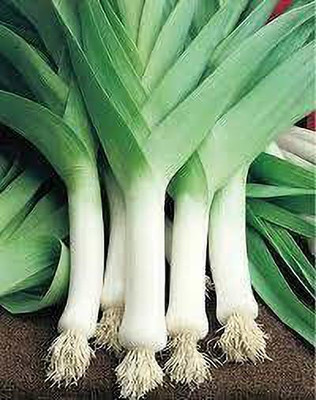 Gromax India Leak Seeds With Free Try Me Seeds Pack Seed(40 per packet)