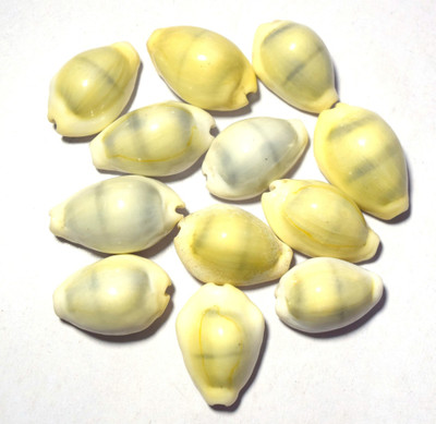 Naeva Natural Yellow Laxmi Cowry - Natural Shwet Kawry - Kodi Shells - 11 pieces set Marble Yantra(Pack of 1)