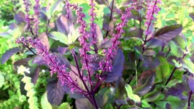 Faabiie Krishna Tulsi Plant, Holy Basil, Ocimum tenuiflorum (Black), Pack of 250+ Seed(250 per packet)