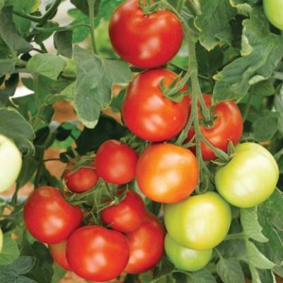 Aro Tomato PKM, Tamatar Seed(300 per packet)