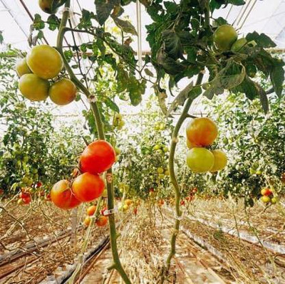 Aro Cherry Tomato, Tomato Seed(170 per packet)