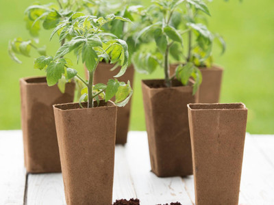 FRESHO Fresh Tamato Hybrid Eco-friendly Seed(100 per packet)
