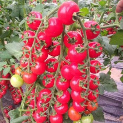 Aro Cherry Tomato, Tomato Seed(100 per packet)