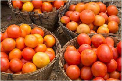 Aro Tomato PKM, Tamatar Seed(150 per packet)