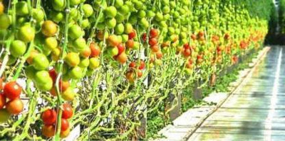 Aro Tomato PKM, Tamatar Seed(100 per packet)