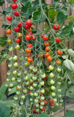 Aro Cherry Tomato, Tomato Seed(150 per packet)