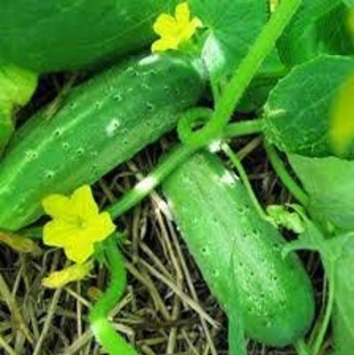 WILLVINE HUA-668 Green Cucumber Organic F1 Hybrid Seed(200 per packet)
