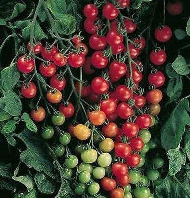 MAA Cherry Tomato, Tomato Seed(20 per packet)