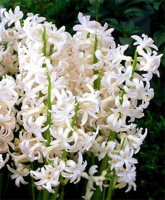 FERNSFLY® Imported Hyacinth Bulbs Indoor Outdoor Flower Blooming Pack of 4 White Festival Seed(4 per packet)