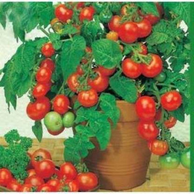 Aro Tomato PKM, Tamatar Seed(200 per packet)