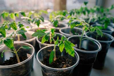 pagoda point tomato Seed(35 kg)