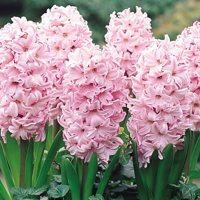 FERNSFLY® Imported Hyacinth Bulbs Indoor Outdoor Flower Blooming Pack of 4 Pink Surprise Seed(4 per packet)