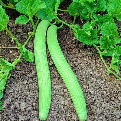 CYBEXIS LX-98 - Long Melon/Kakri - (450 Seeds) Seed(450 per packet)