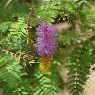 Click to purchase Shami/Jand Plant(Hybrid, Pack of 1)