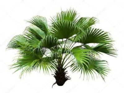 My Dream Nursery China Palm Plant(Hybrid, Pack of 1)