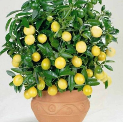 ROYAL NURSERY Lemon Plant(Hybrid, Pack of 1)