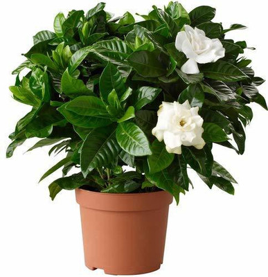 Aywal Harshringar Flower Seed(70 per packet)