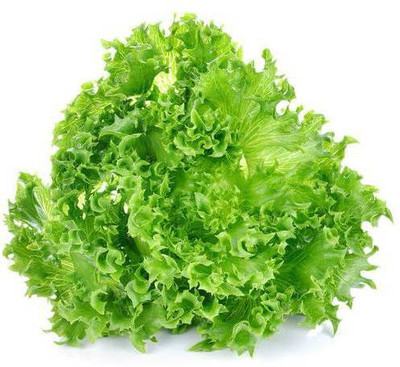 CYBEXIS LETTUCE GRAND RAPIDS SEEDS4000 Seeds Seed(4000 per packet)