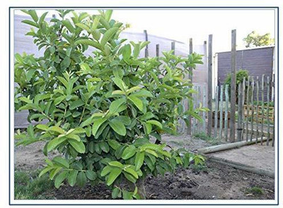 KANAYA Red Guava/Amrud/Amrood Fruit Seed(70 per packet)