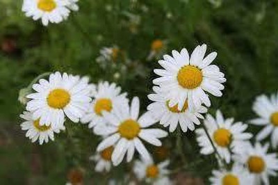 Gromax India German Chamomile Seeds Seed(40 per packet)