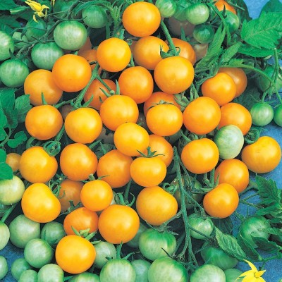 Gromax India Cherry Tomato Yellow Seeds Seed(40 per packet)