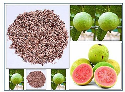 KANAYA Guava Hybrid Seed(10 per packet)