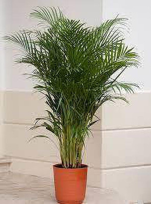 GreenyOn Areca Palm(Hybrid, Pack of 1)