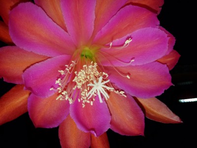 HERBALISM Epiphyllum Magic Carpet Plant(Pack of 1)