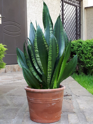 Cloud Farm Snake Plant(Hybrid, Pack of 1)